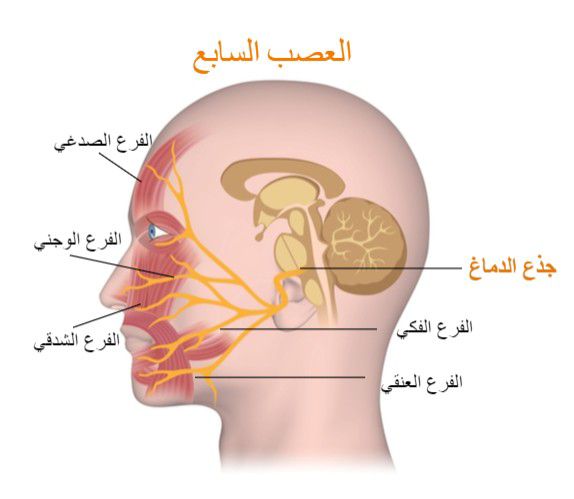 العصب السابع