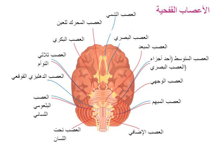 عدد الأعصاب القحفية