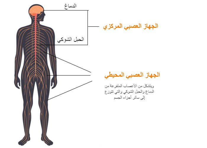 عدد الأعصاب في جسم الإنسان