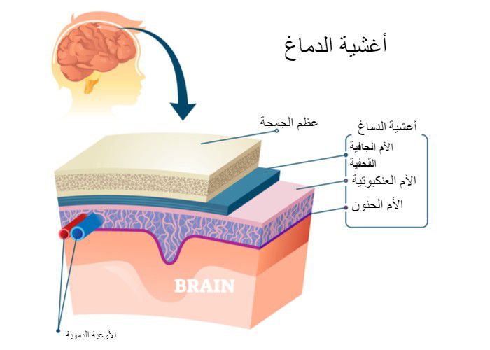 ما هي أغشية الدماغ؟
